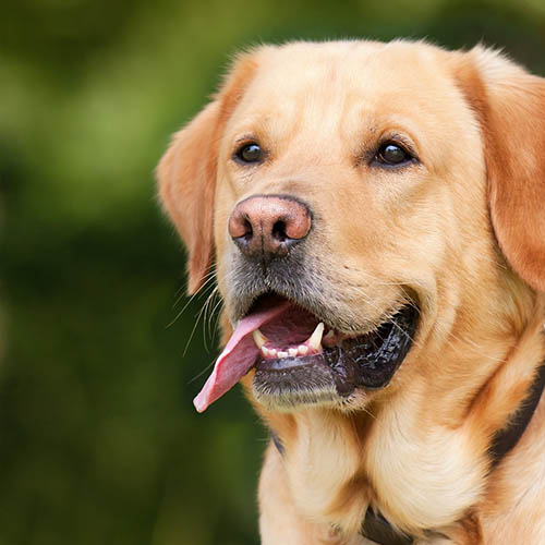  un chiot soin pharmacie Principale