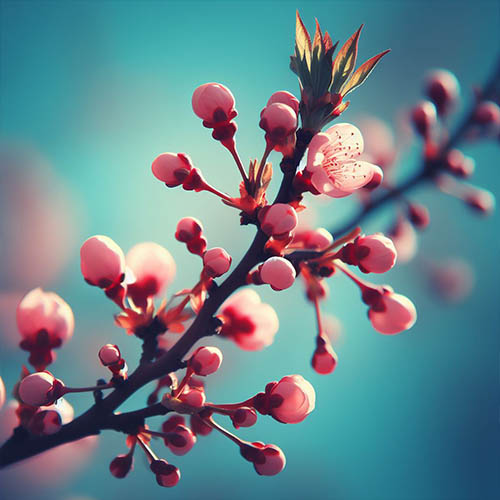 Gemmothérapie herboristerie Gretz-Armainvilliers